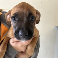 ALLY (en cours d'adoption), chienne à adopter