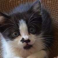JERRY C, chat à adopter