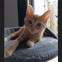 AUSTIN, chat à adopter