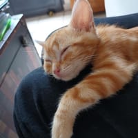 AUSTIN (RESERVE), chat à adopter