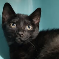 Etania, chatte à adopter