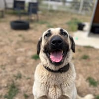 MAYA, chienne à adopter
