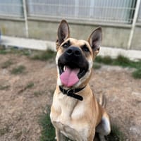 TITAN, chien à adopter