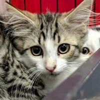 ANTHELME, chat à adopter