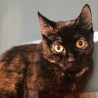 Elya Cab4354, chatte à adopter
