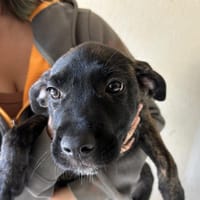 ANGEL, chienne à adopter