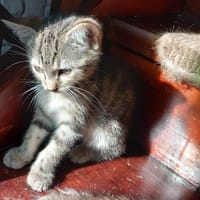 HELIOS, chat à adopter