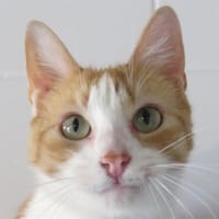 URICANE, chat à adopter