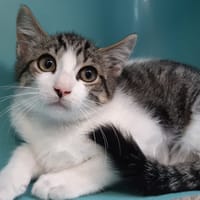 Brook, chatte à adopter