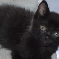 ALEX C, chatte à adopter