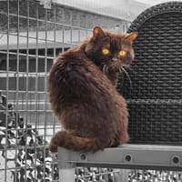 JUNIOR, chat à adopter