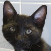 COCA, chat à adopter