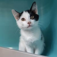 Flitwick, chat à adopter