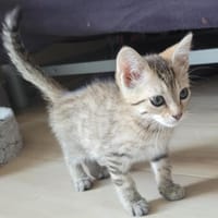 EVE, chatte à adopter
