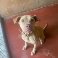 BELLA PAA22943, chienne à adopter