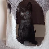 EVOLY, chatte à adopter