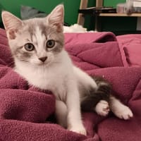 ELSA, chatte à adopter