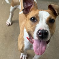 BILL, chien à adopter