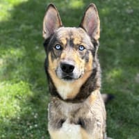 Toby, chien à adopter