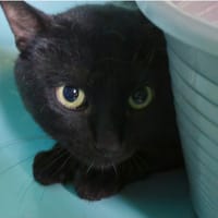 Reboot, chat à adopter