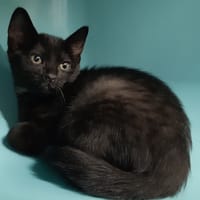 Ethety, chatte à adopter