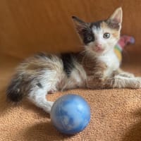 KAYA (réservé), chatte à adopter