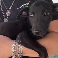 Lavande [Chiot], chienne à adopter