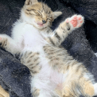 APPIE, chatte à adopter