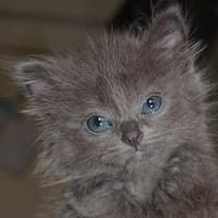 SAM C, chatte à adopter