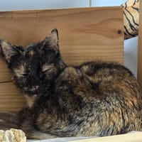 SAVANNE, chatte à adopter