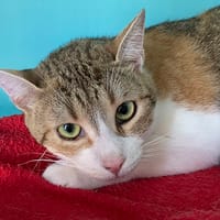PRUNELLE, chatte à adopter
