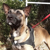 BELLA(ONE), chienne à adopter