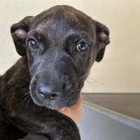 ALF, chien à adopter
