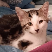 EDGAR, chat à adopter