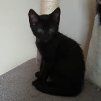 EKKO, chatte à adopter