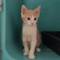 Defi, chatte à adopter