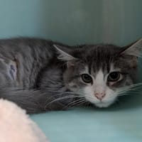 Mary [Chaton], chatte à adopter