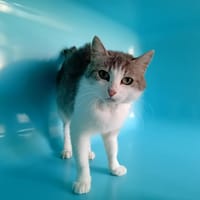 AÏCHA, chatte à adopter