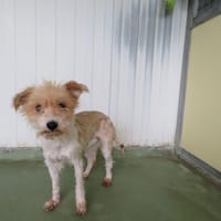 CALIENTE, chienne à adopter