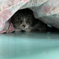 MINOUCHA, chatte à adopter