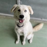 BELLA, chienne à adopter