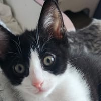 Avoine, chat à adopter