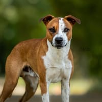 BRASKO, chien à adopter