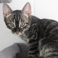 KAKASHI(reservé), chat à adopter