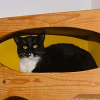 Adel Cab4164, chat à adopter