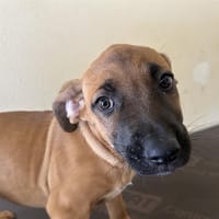 AURA, chienne à adopter