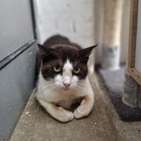 CELESTE, chatte à adopter