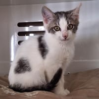 BERYL, chatte à adopter