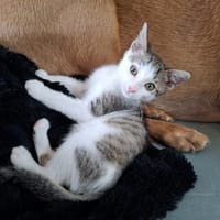 MARTY, chat à adopter