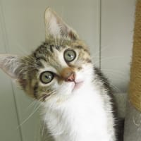 Alfred, chat à adopter